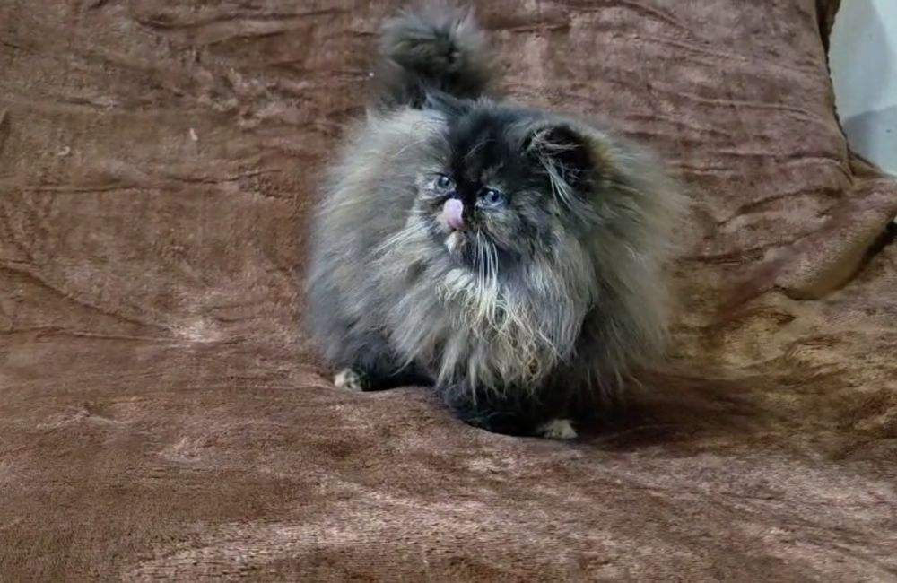 Persa fêmea tartaruga