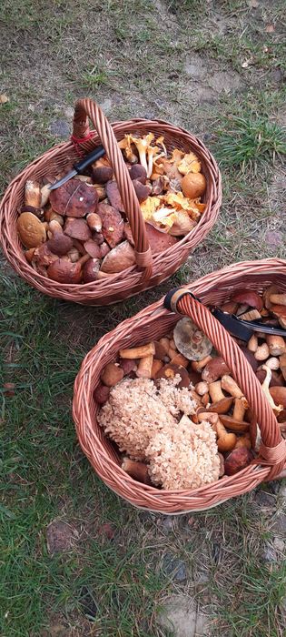 Grzyby suszone mix gatunków.