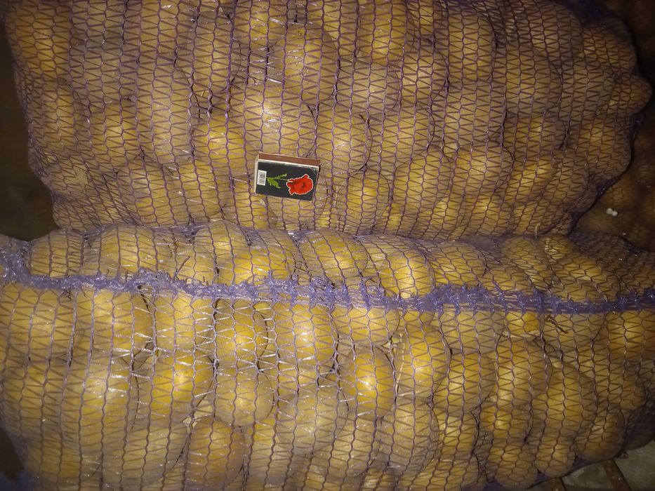 Картопля насіння картоплі