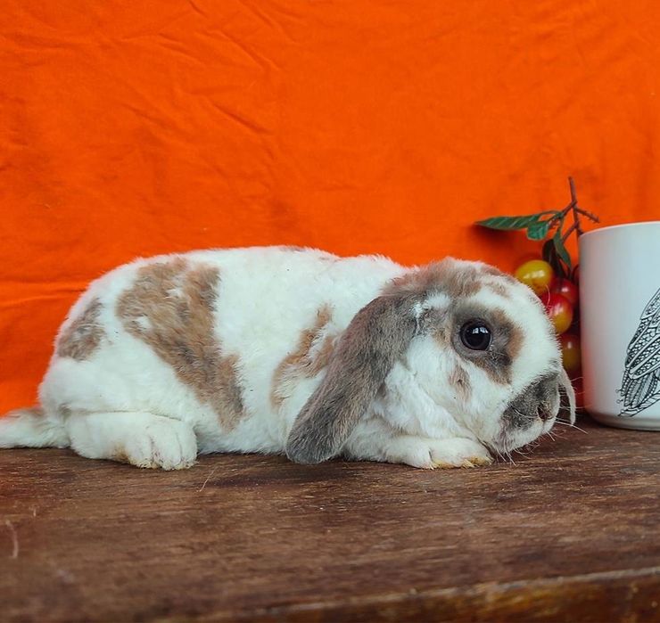 Ексклюзив! Кудрявый гопоаллергеный выводок вислоухие, питомник