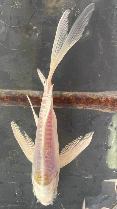 **SUPER PROMOÇÂO** Carpa Koi Véu 15/20cm