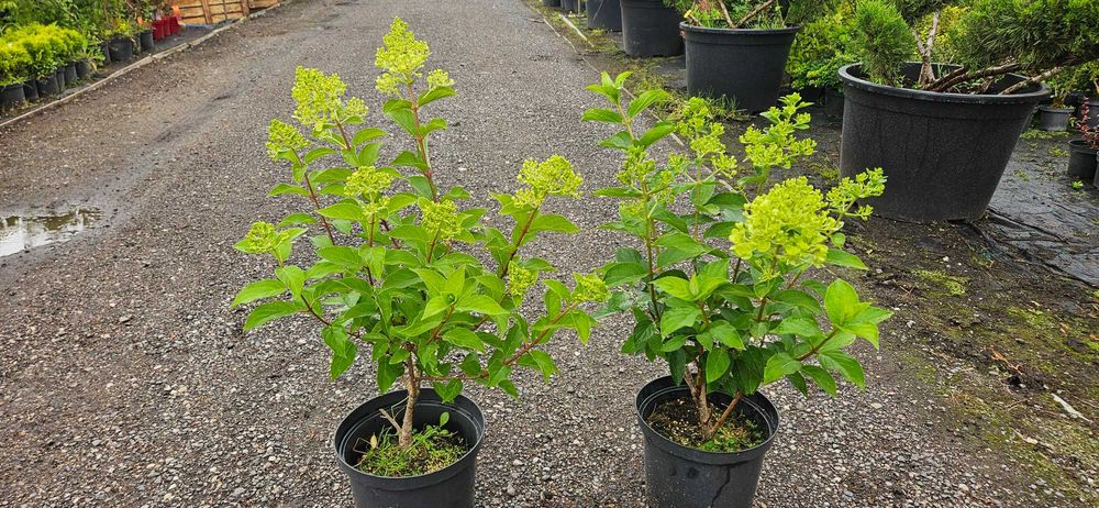 Hortensja Limelight hydrangea  lime light
