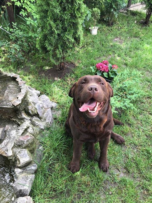 в'язка шоколадний Лабрадор (Київ, Бориспіль)