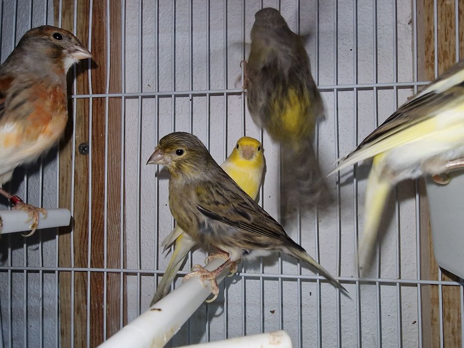 Canários para voarem