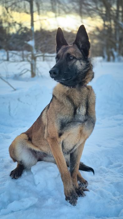 Suczka w typie owczarka belgijskiego szuka domu / do adopcji