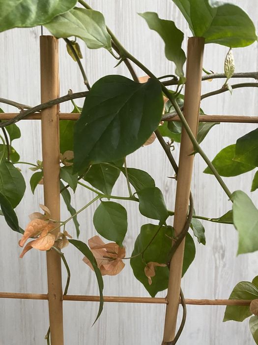 Бугенвілія, вазон, кімнатні рослини