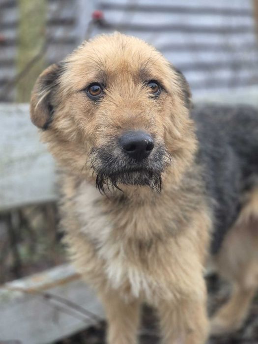 Fraszka czeka na kochający dom