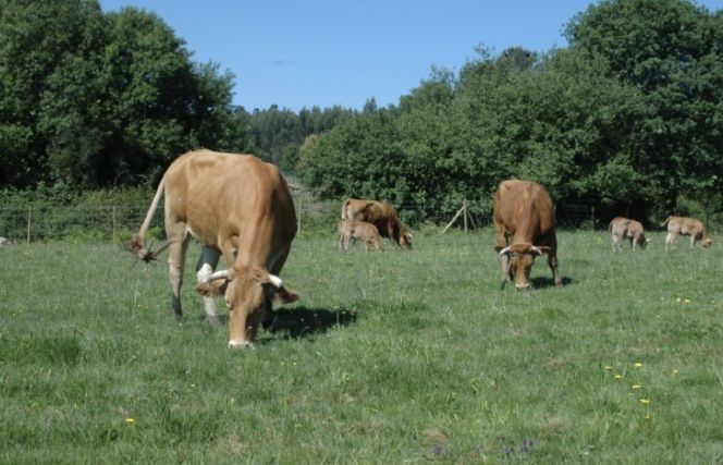 (Reservado) 8 vacas e 3 vitelas