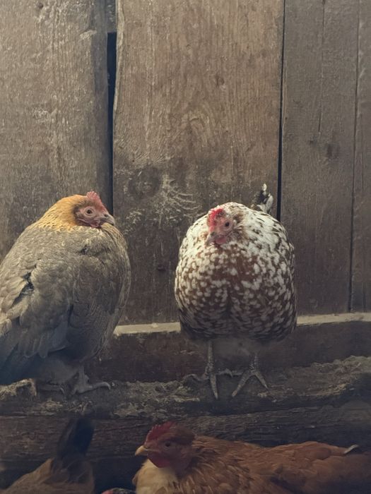 Кури декоративні Бентамки