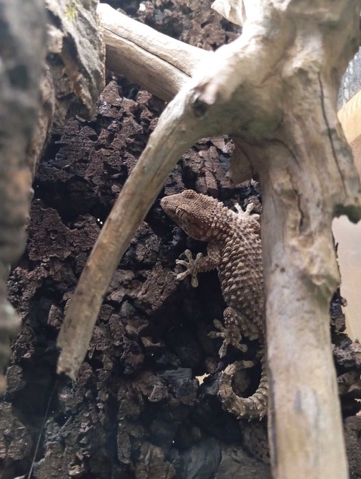 Gekon murowy Tarentola mauritanica