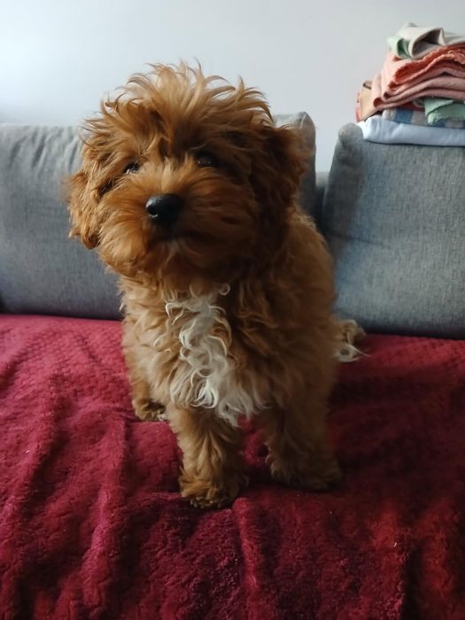 Maltipoo samiec aktualne