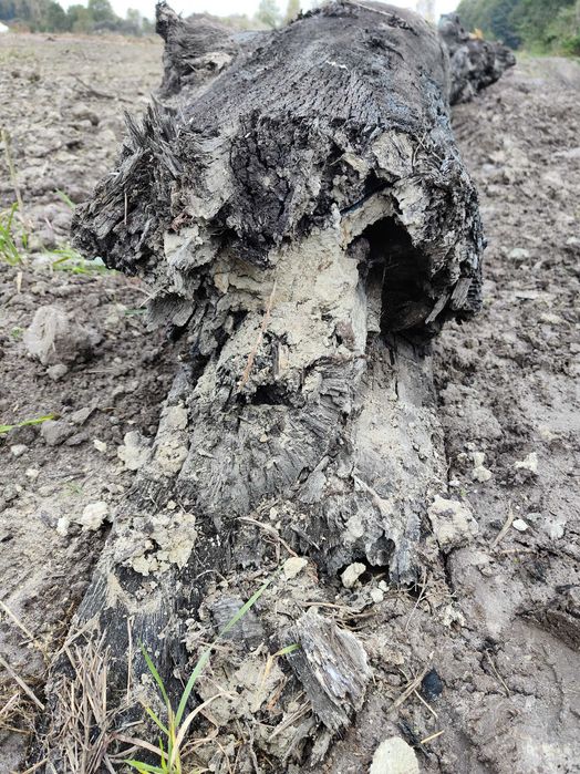 Sprzedam kłodę czarnego dębu.