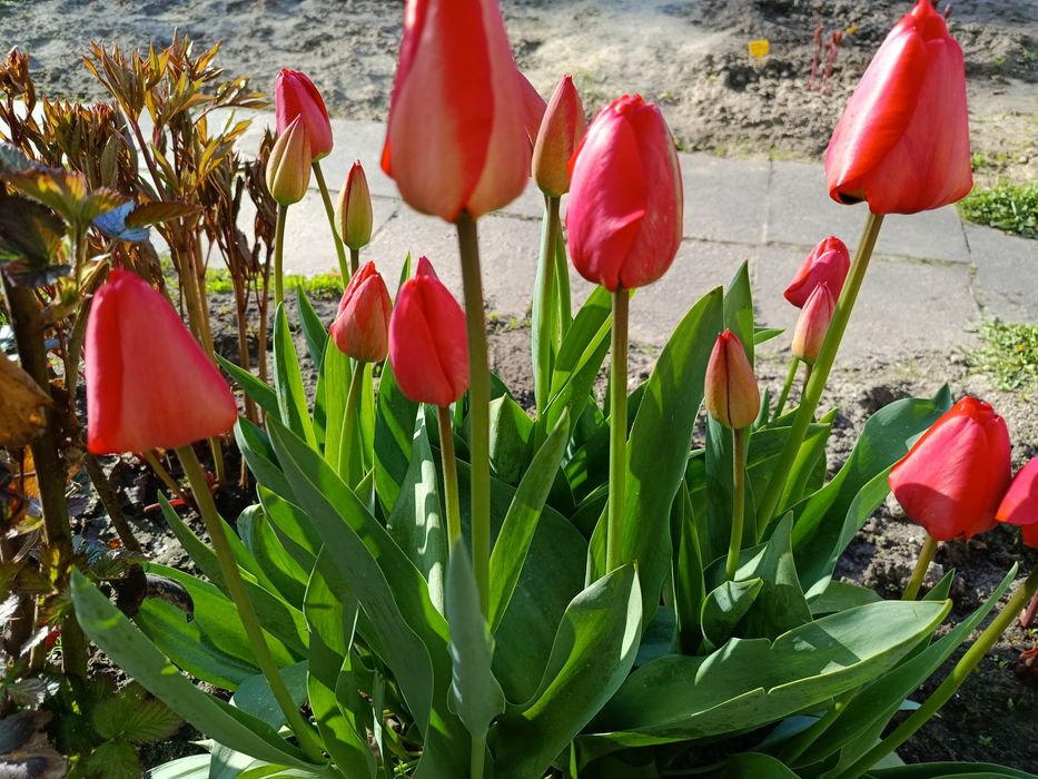 Продам тюльпани на зріз.