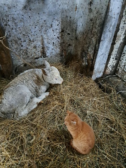 Продається молочне теля