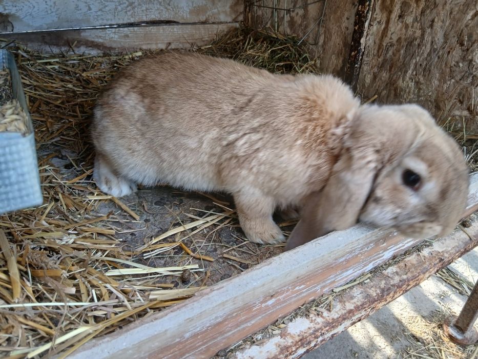 Młode samce barana francuskiego