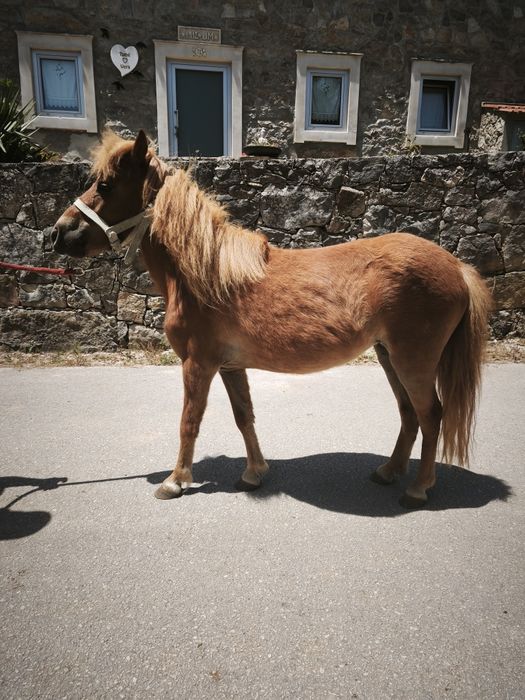 Pônei fêmea mansa