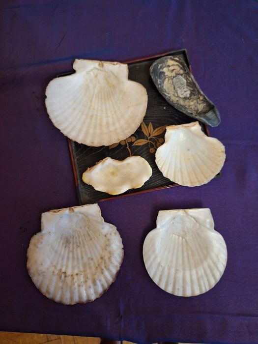 Продам кораллы, камни для аквариума