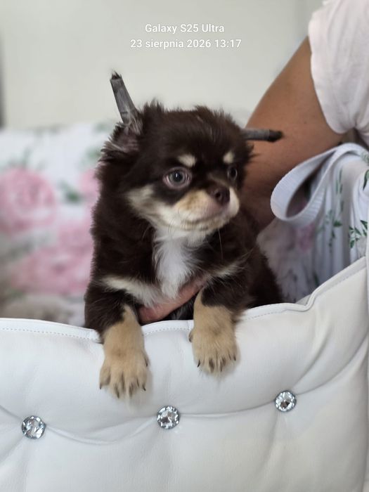 Chihuahua piesek długowłosy