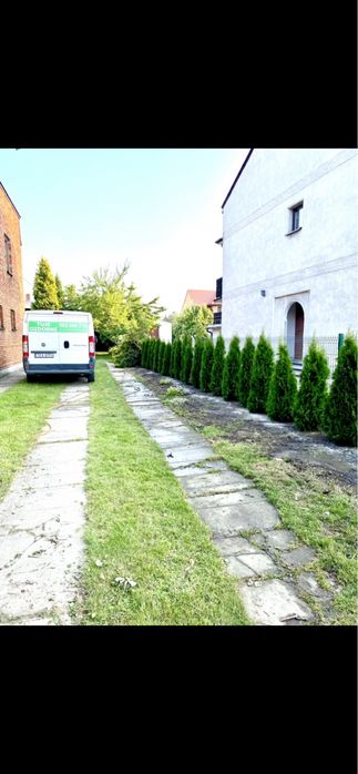 TUJA SZMARAGD 150-160 Od Producenta*Transport*Sadzenie*(120/130/140)