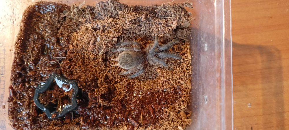 aphonopelma seemanni kolekcja ptaszników