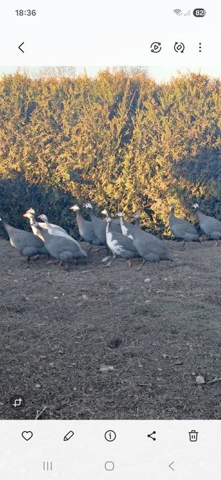 Perliczki z wolnego chowu