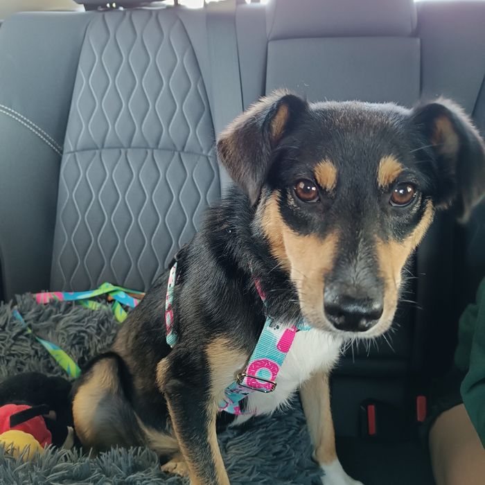 Tosia mała, młoda sunia do adopcji