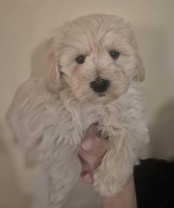 Maltipoo Piesek Gotowa do Odbioru