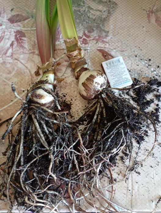 Дітки гіпеаструма "Мінерва".