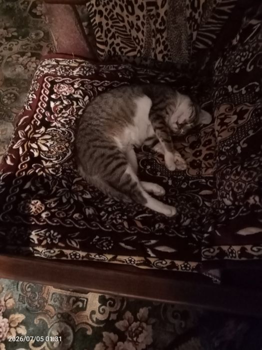Кошечка -принцеска.