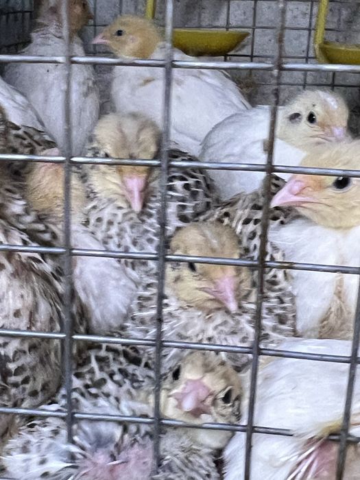 Перепілка, перепел, перепела, техас, фенікс, феникс, пеперелка