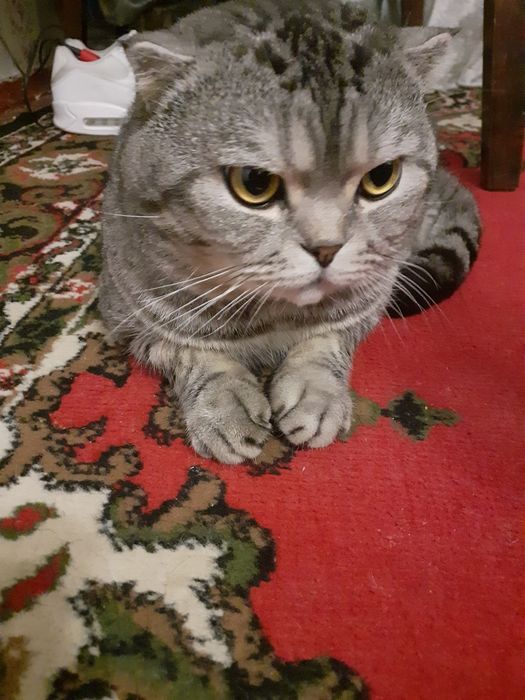 Вязка только прямоухие