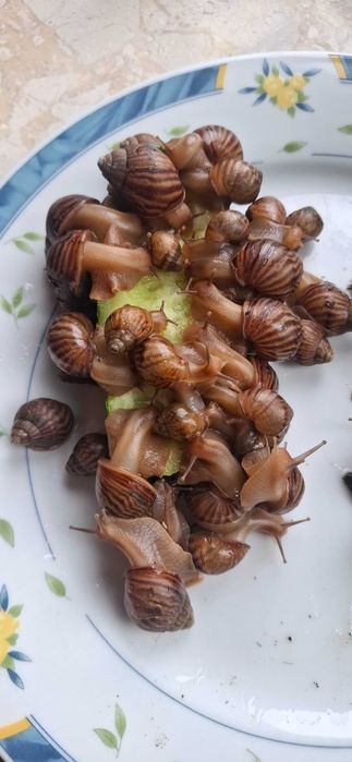 Ślimaki Afrykańskie Achatina