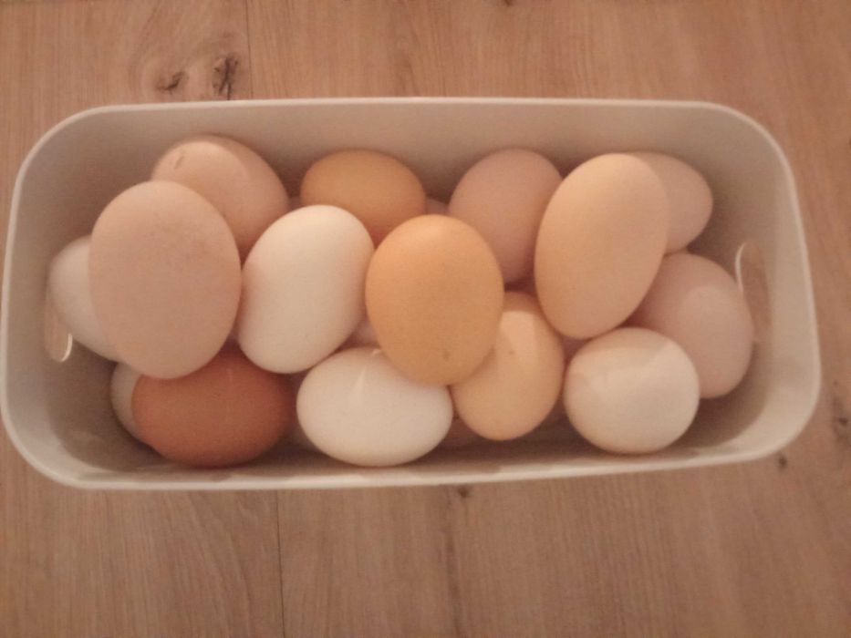 Jaja wiejskie świeże dowiozę Kępno, Bralin