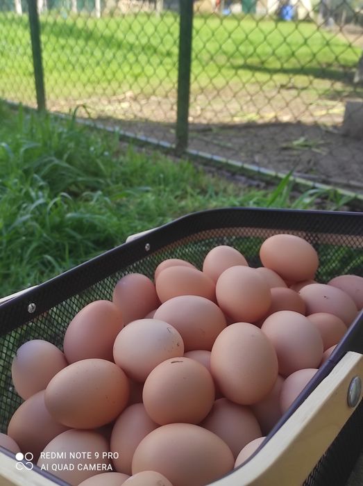 ovos do campo (quase biológicos)