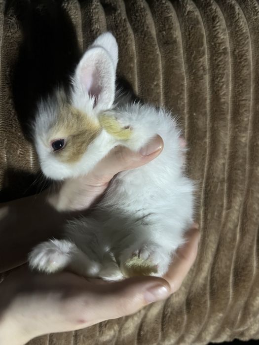 Продам дуже красивих карликових кроликів