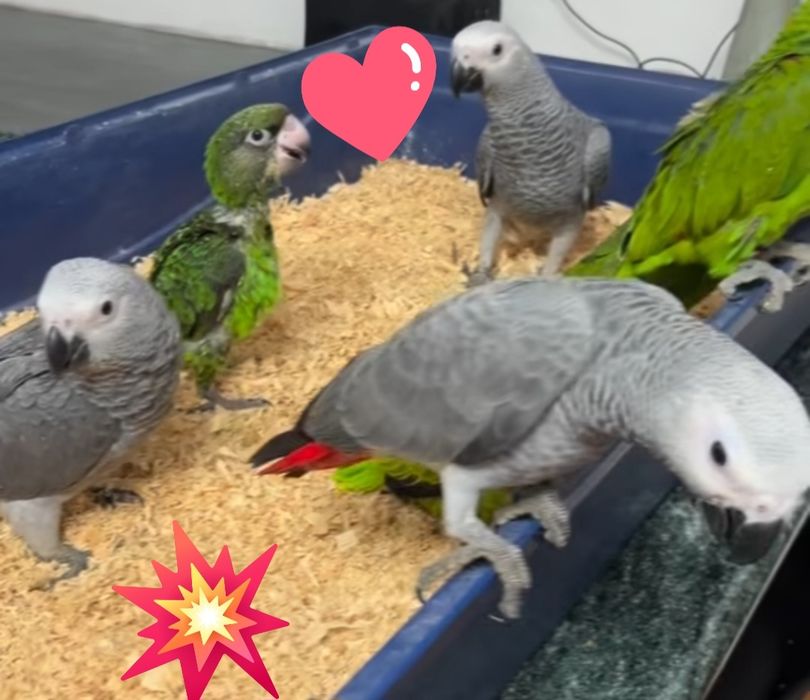 Papagaios bebés e adultos