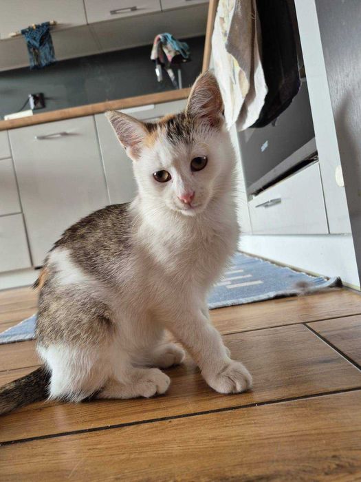 Malutka kotka szuka domu