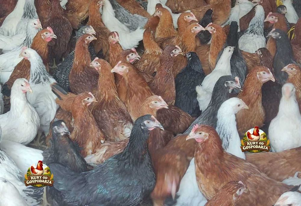 Kury Nioski Lohmann Brown Sandy Rosa Leghorn Dominant Greenshell