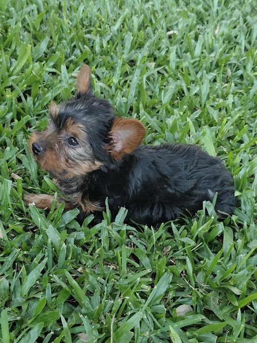 Macho  Yorkshire Terrier