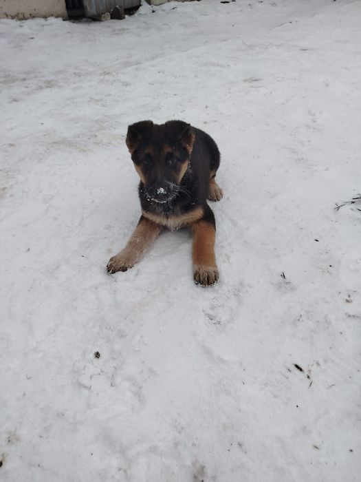 Цуценя німецької вівчарки