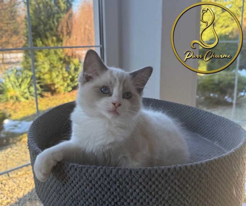 Uroczy kocur ragdoll rodowód FPL FiFe słodki