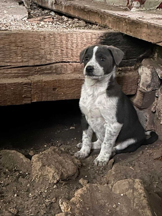 Цуценята шукають дім!