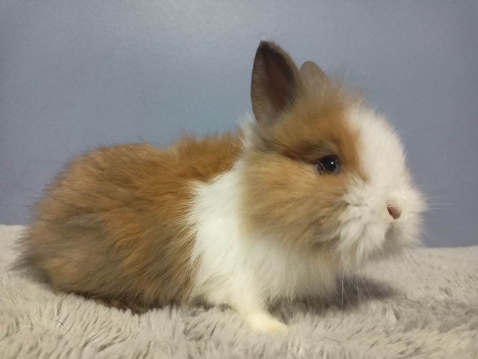 Królik karzełek Teddy,króliki miniaturki, króliczki
