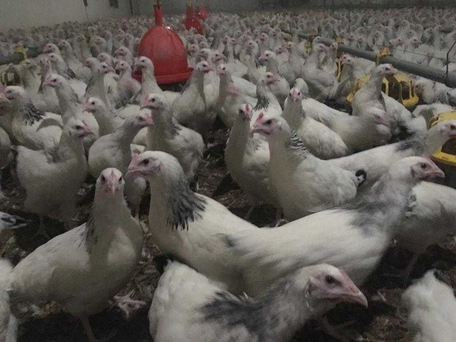 Kury nioski młode Rosa Messa Dominant Leghorn Dowóz Gratis Zapraszam