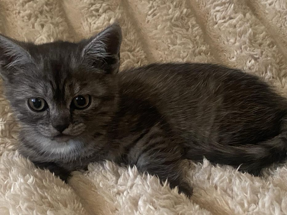 Шотландське кошеня
