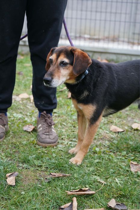 Piekny pies do adopcji