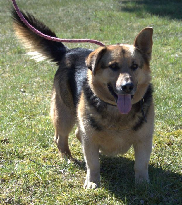 Majki - pies do adopcji!