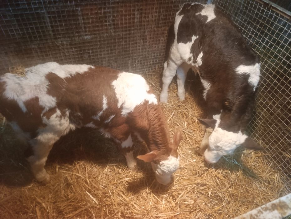 Sprzedam Byczki 5 tygodni