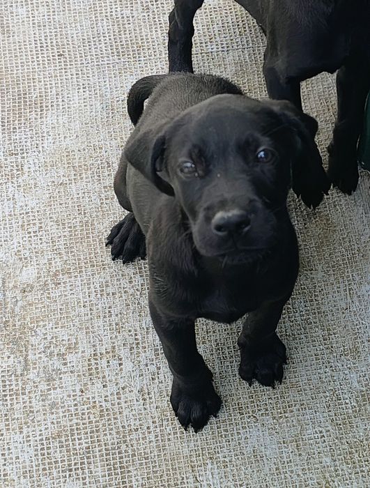 Labrador fêmea pura