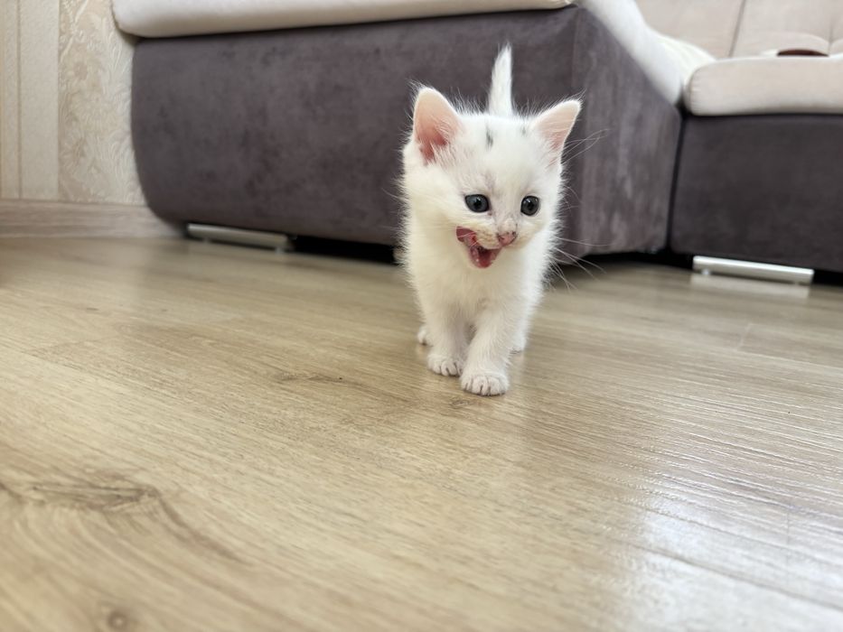 Дуже потребують сімʼю!